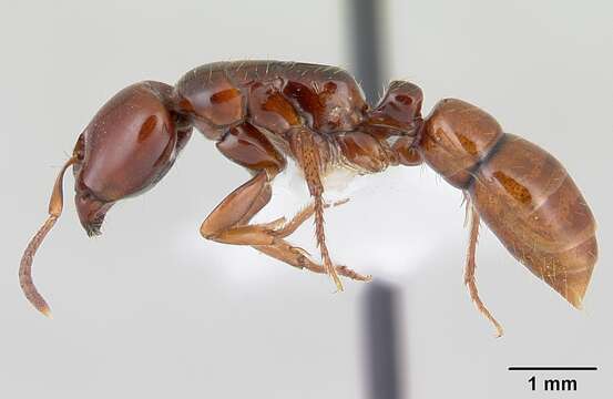 Image of Centromyrmex secutor