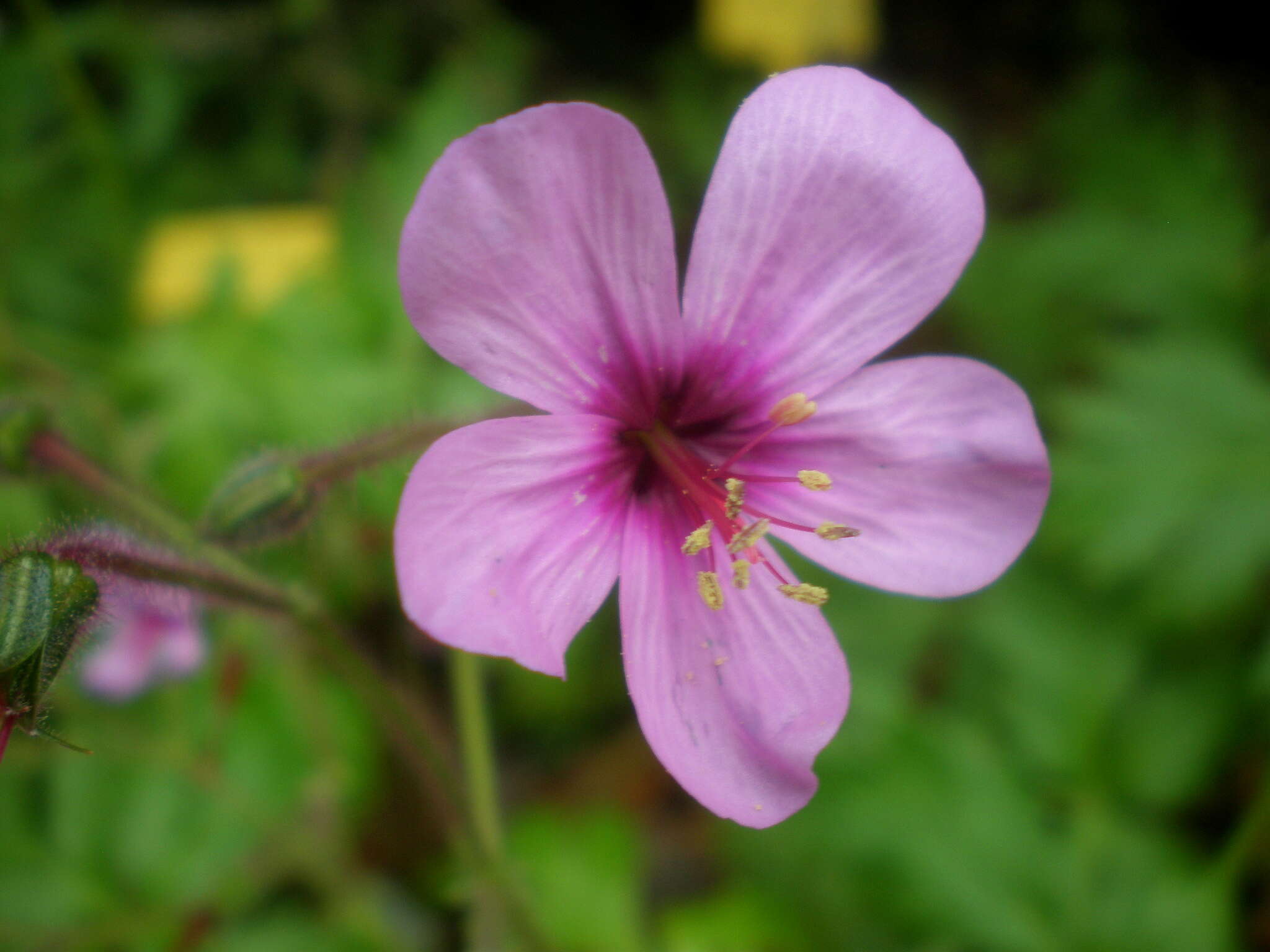 Image of Canary Island geranium