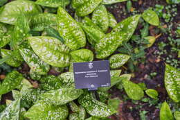 Image of Aglaonema costatum N. E. Br.