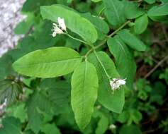 Lonicera nigra L. resmi