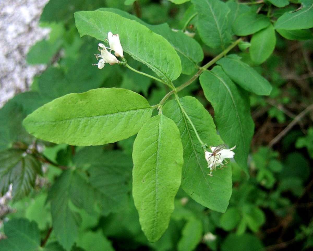 Lonicera nigra L. resmi