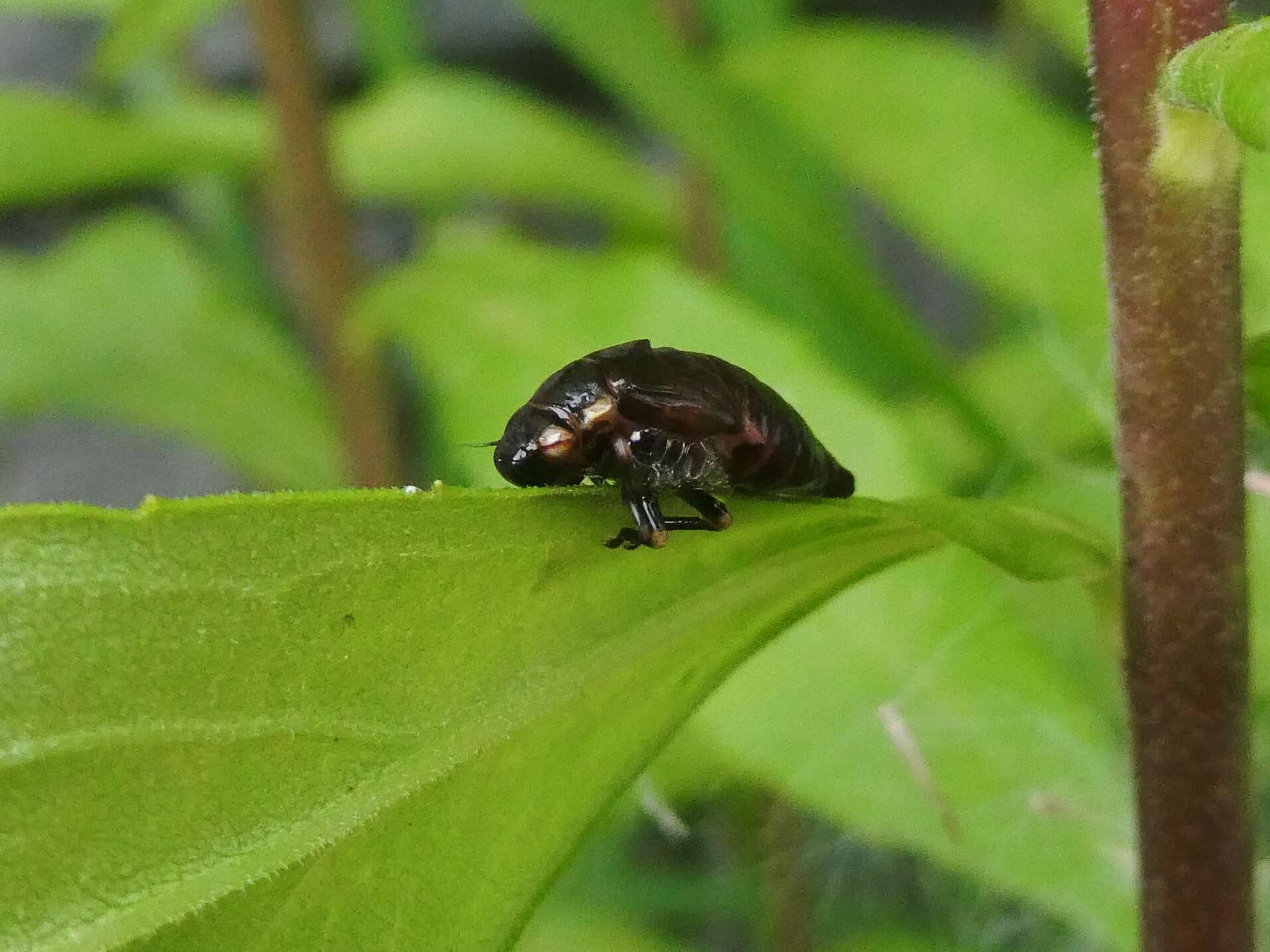 Image of spittlebugs