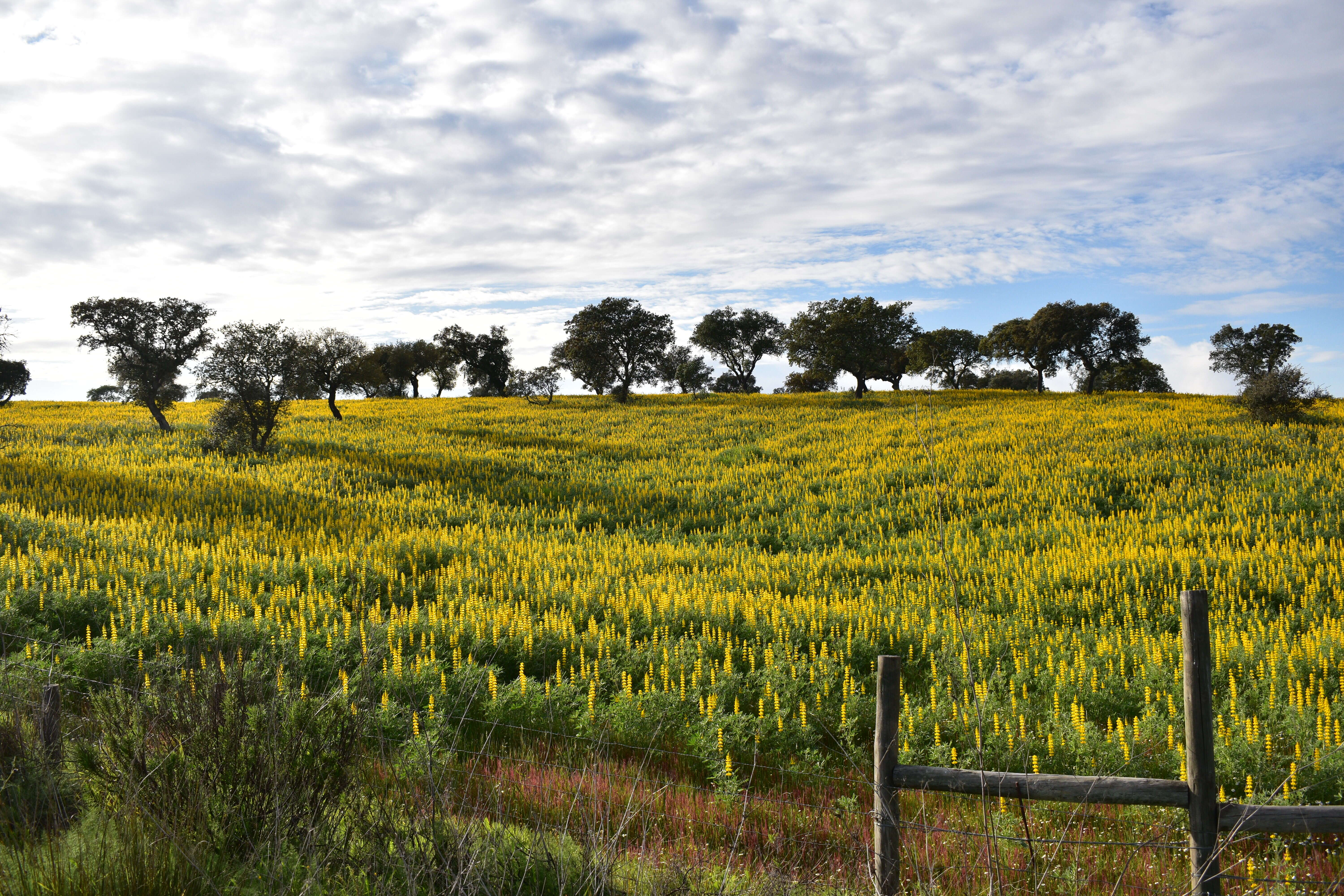 Image of European yellow lupine