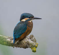 Image of Common Kingfisher