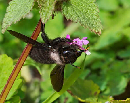 Imagem de Xylocopa violacea (Linnaeus 1758)