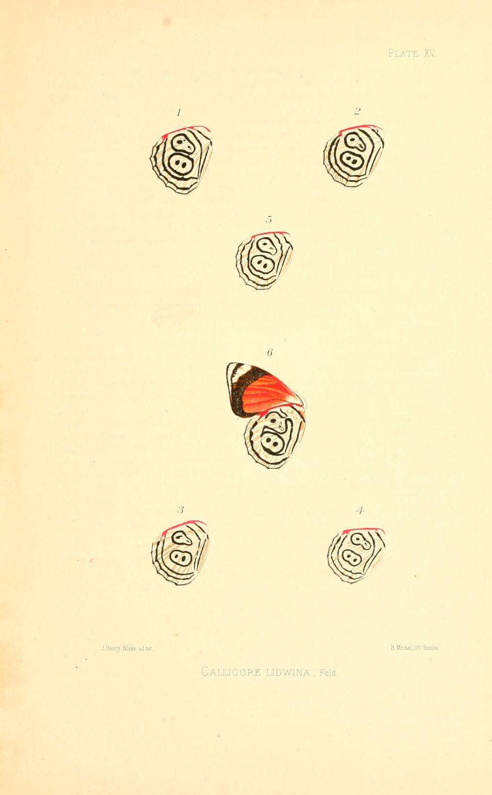 Image of Diaethria eluina Hewitson 1854