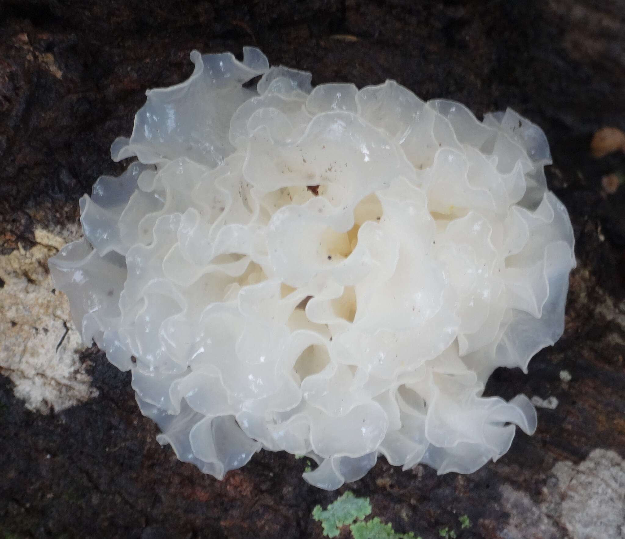 Image of snow fungus