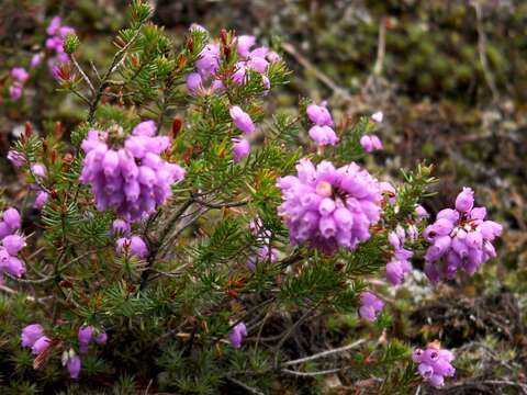 Image of Bell Heather