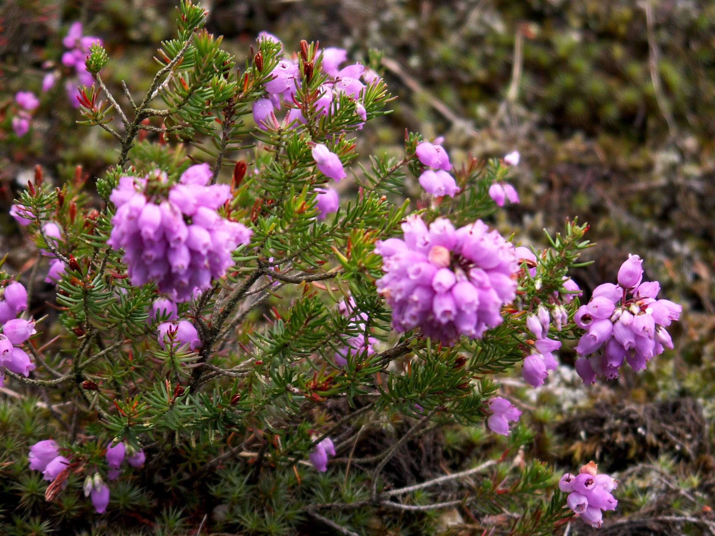 Image of Bell Heather