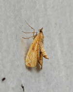 Image of Chevron Moth