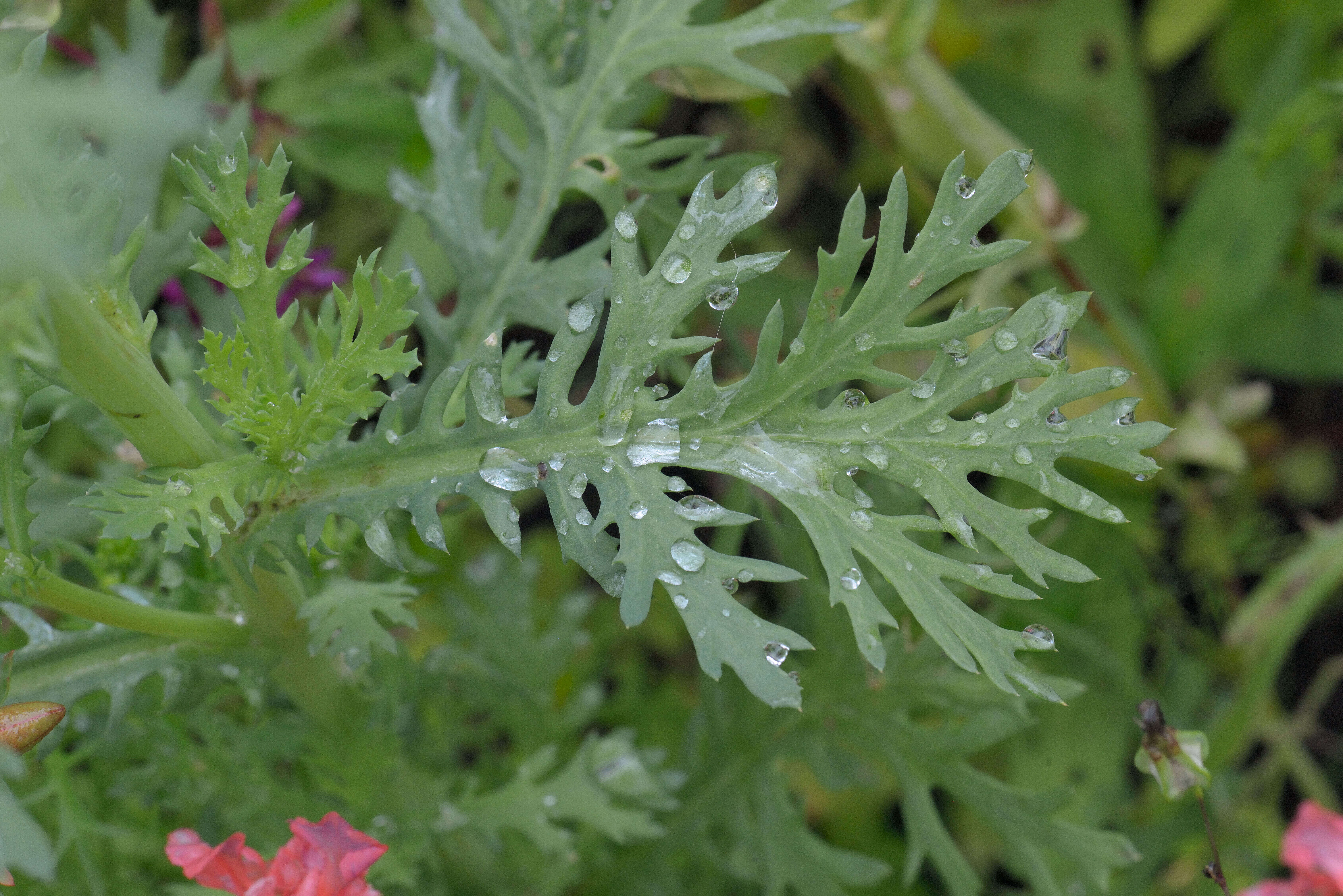 Image of corndaisy