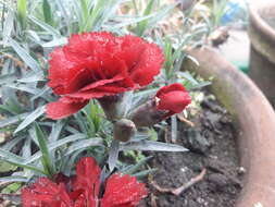 Image of carnation