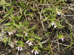 Image of Canadian summer bluet