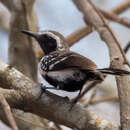 Image of Northern White-fringed Antwren