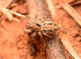 Image of paradise spiders