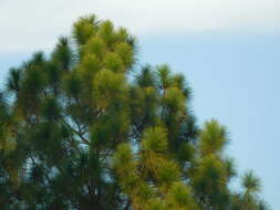 Image of Cheer pine