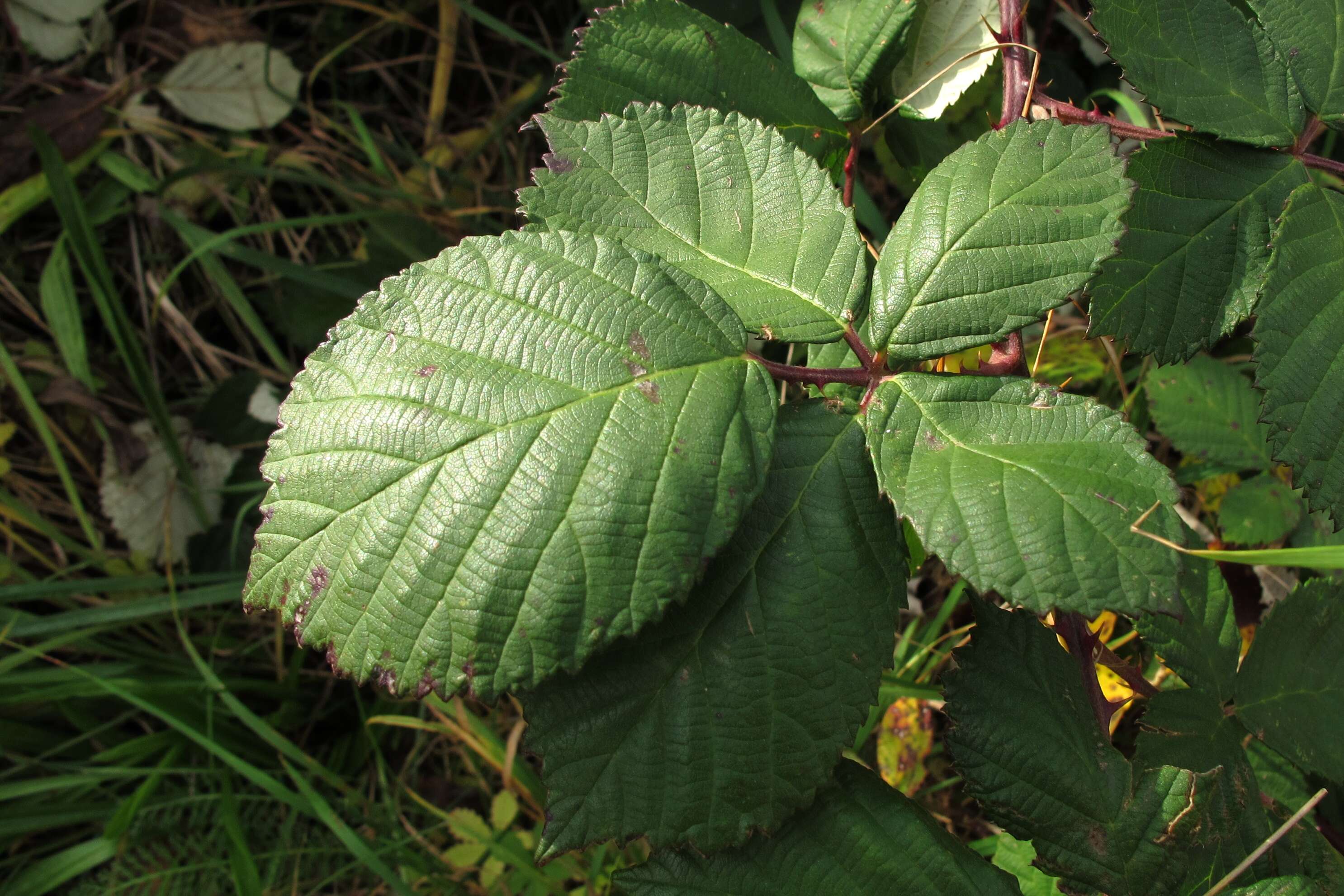 Image of Himalayan blackberry