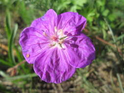 Image of bloody geranium
