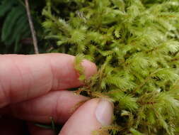 Image of Electrified Cat's Tail Moss