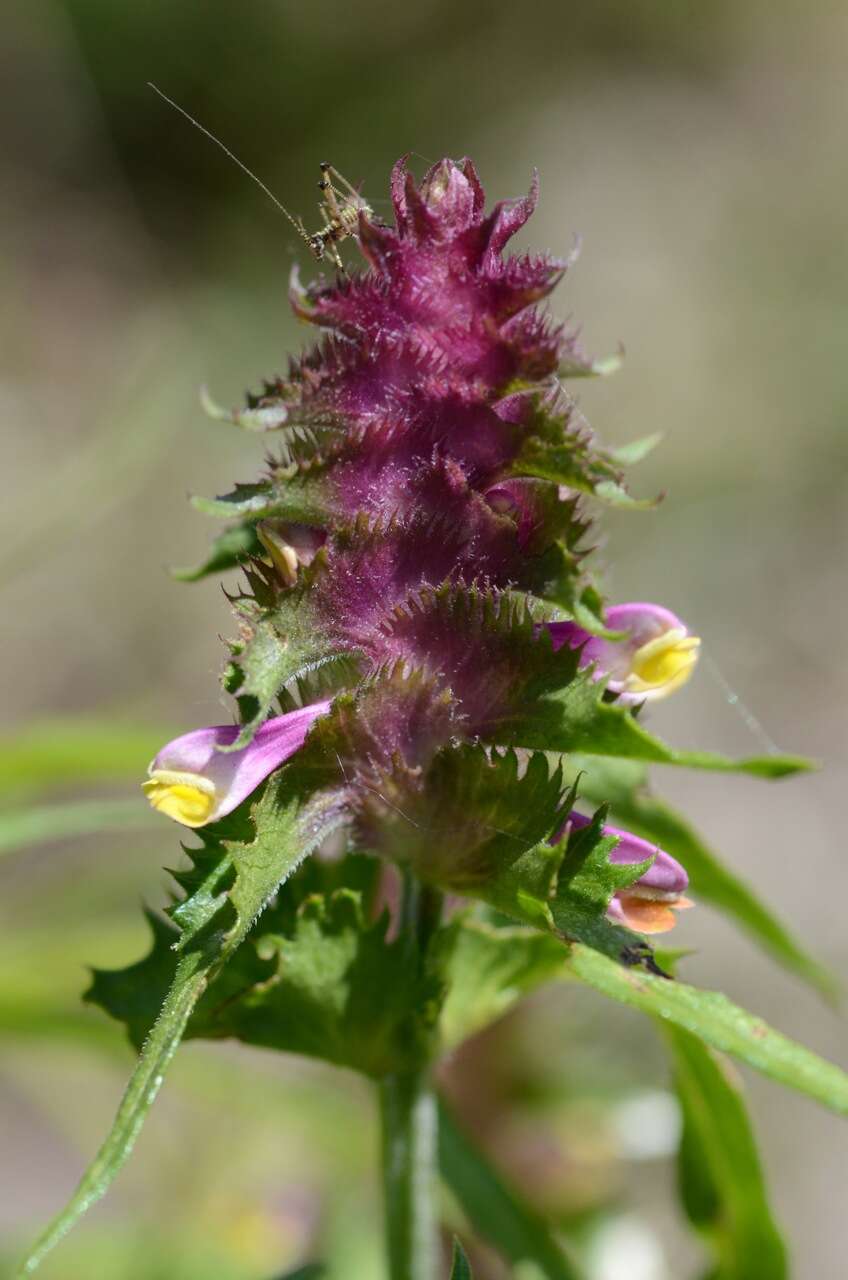 Image of Crested Cow-wheat