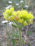 Image of alpine golden buckwheat