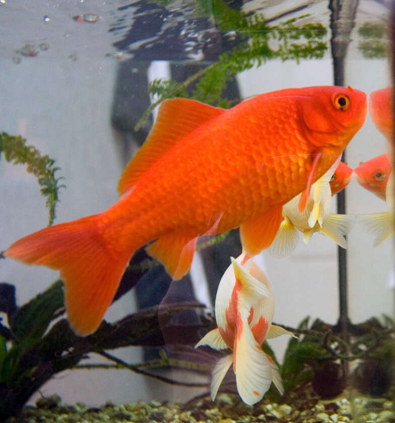 Image of Goldfish