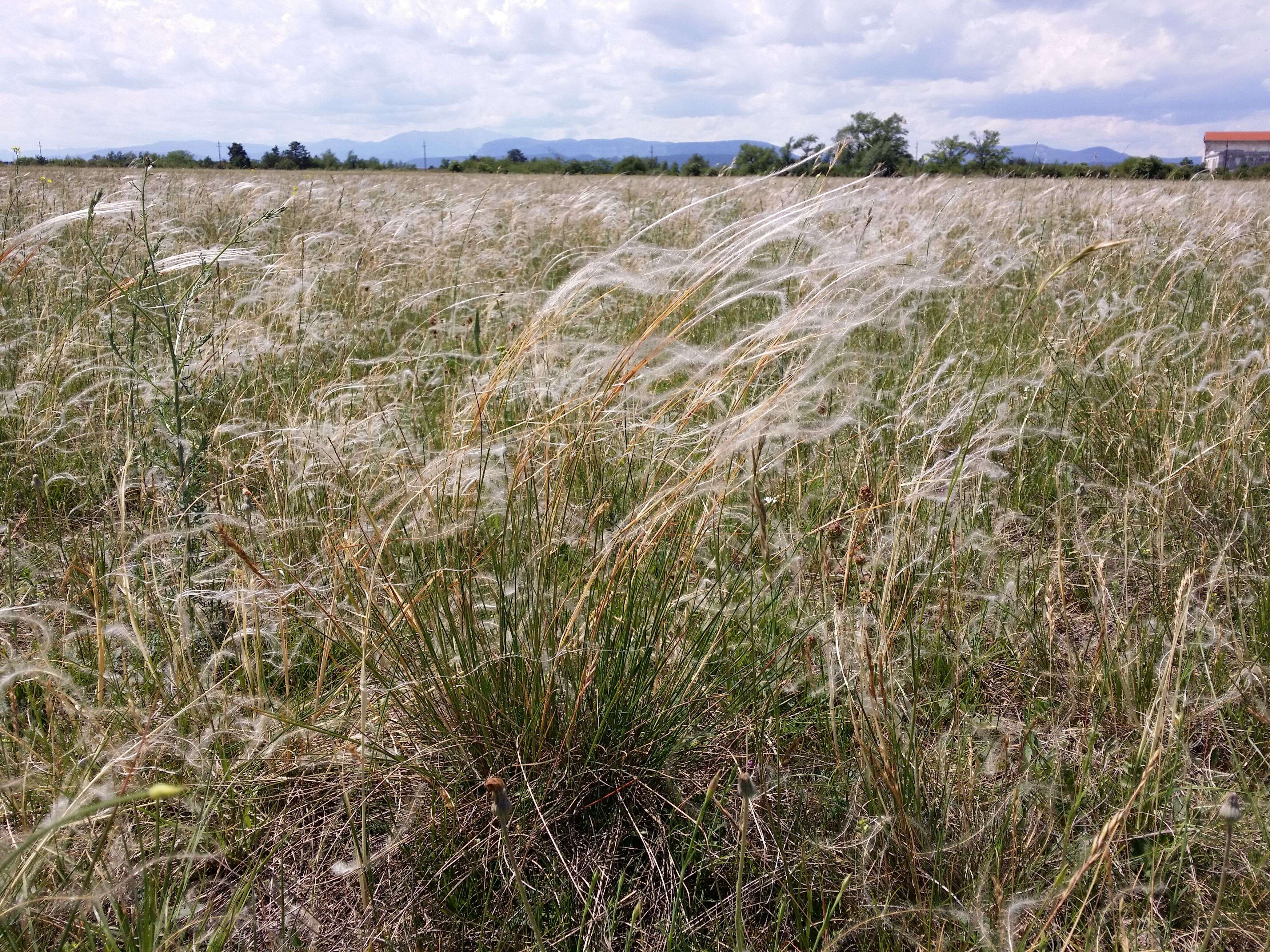 Image of European feather grass