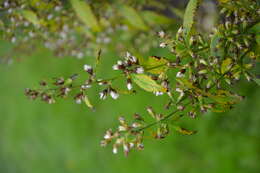 Image of Broad-leaved goldenrod