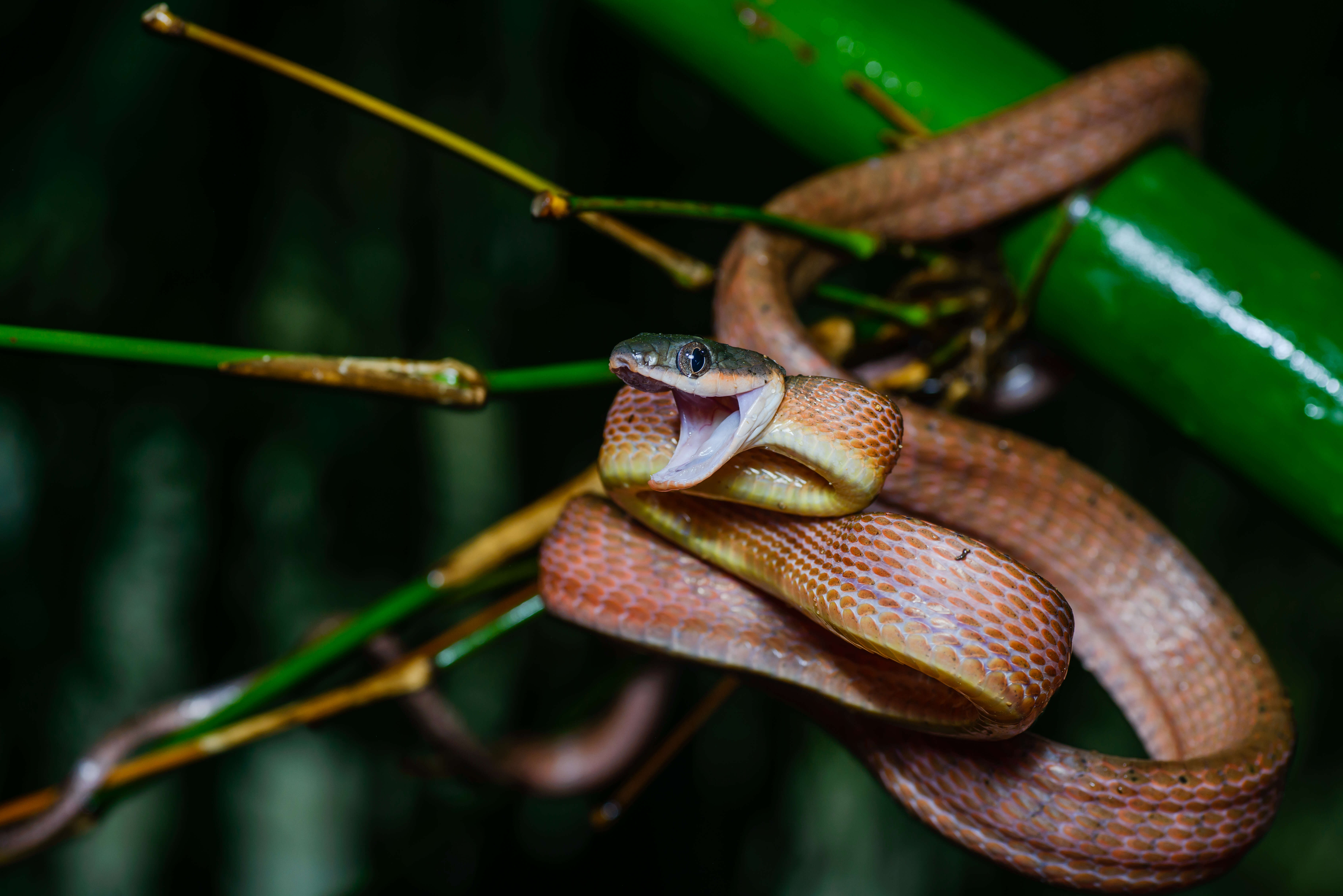 Image of Black-headed Cat Snake