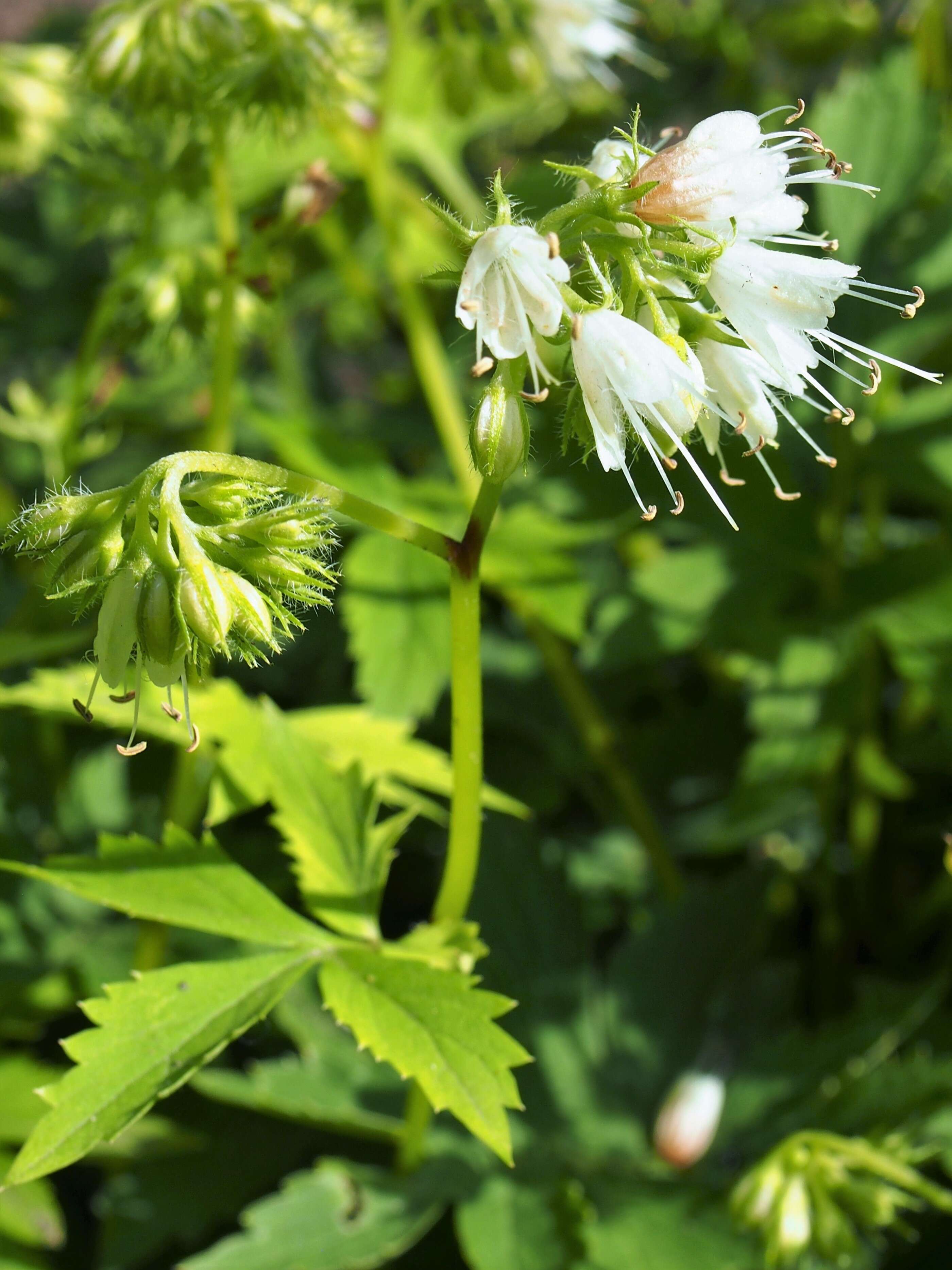 Image of eastern waterleaf