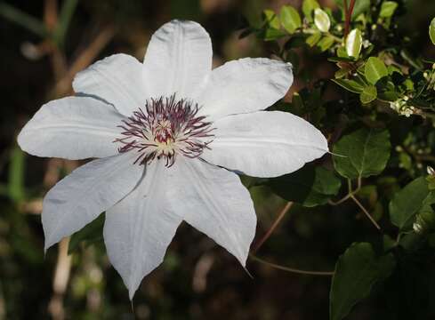 Image of Clematis