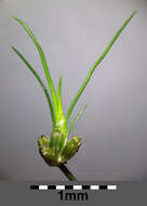 Juncus bulbosus L.的圖片