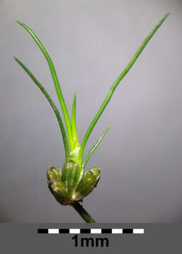 Juncus bulbosus L.的圖片