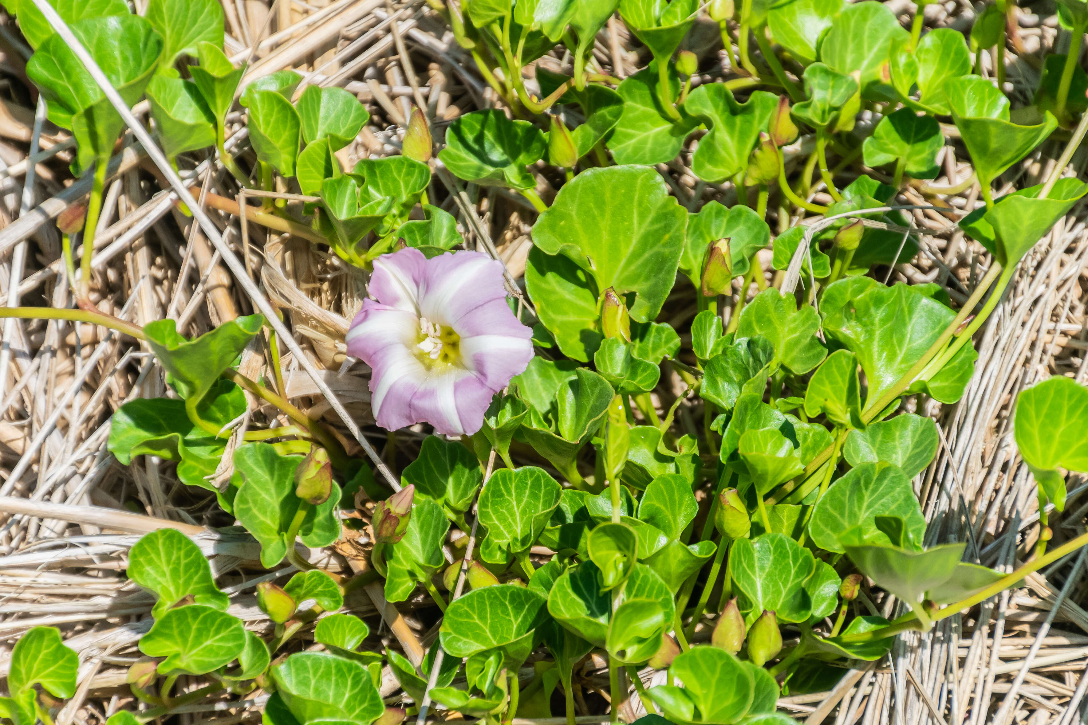 Plancia ëd Calystegia soldanella (L.) R. Br.