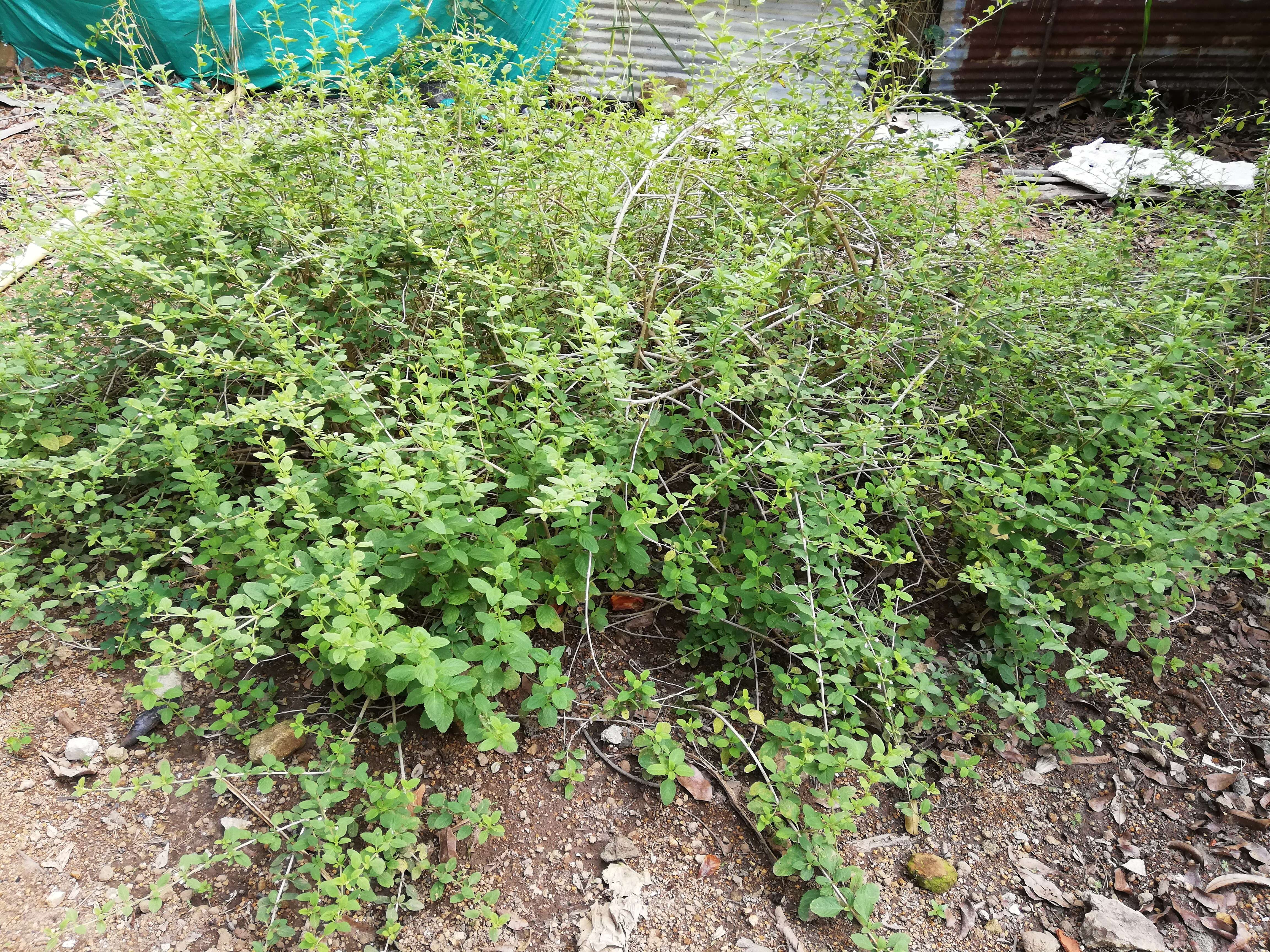 Image of bushy lippia