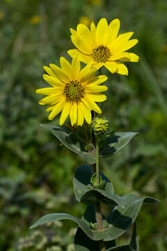 Image of ashy sunflower