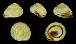 Image of Brown Lipped Snail