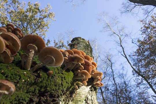 Image of Armillaria ostoyae (Romagn.) Herink 1973