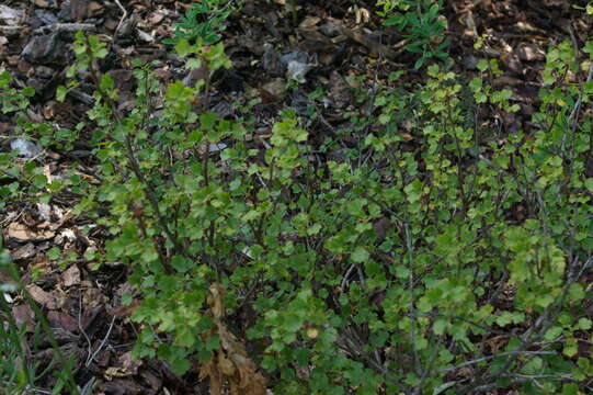 Image of Sardinian Currant