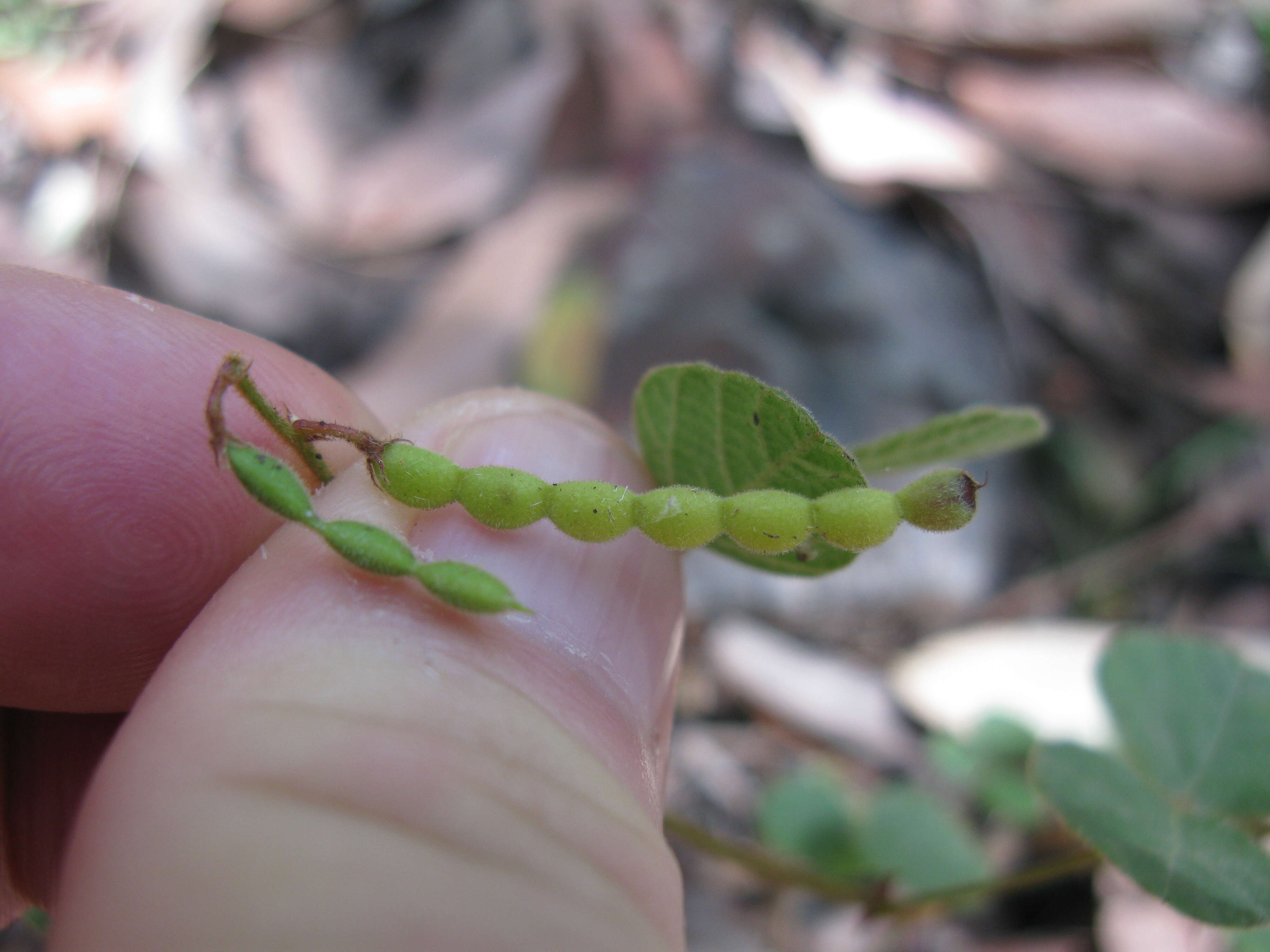 صورة Desmodium rhytidophyllum Benth.