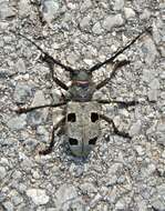 Image of Long-horned beetle