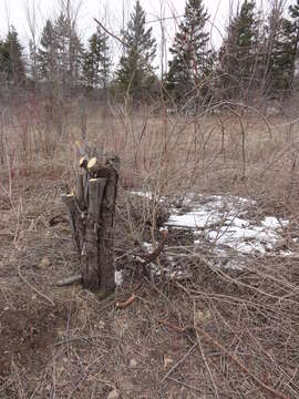 Image of common buckthorn