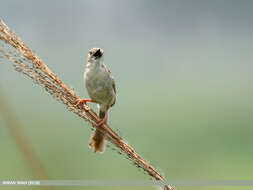 Слика од Prinia gracilis (Lichtenstein & Mhk 1823)