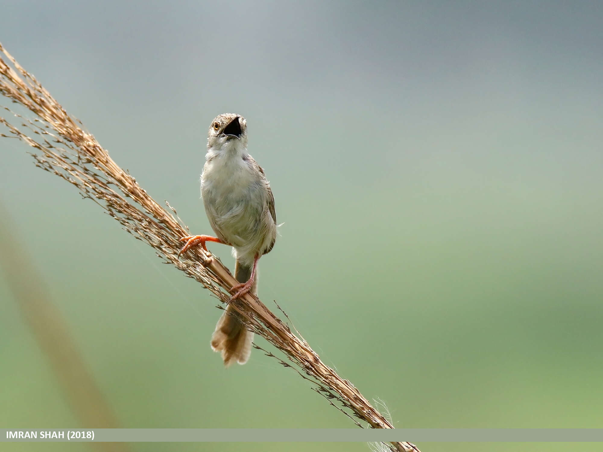 Слика од Prinia gracilis (Lichtenstein & Mhk 1823)
