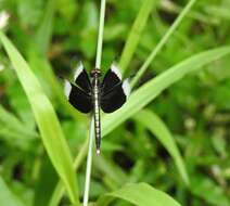 Image of Pied Paddy Skimmer