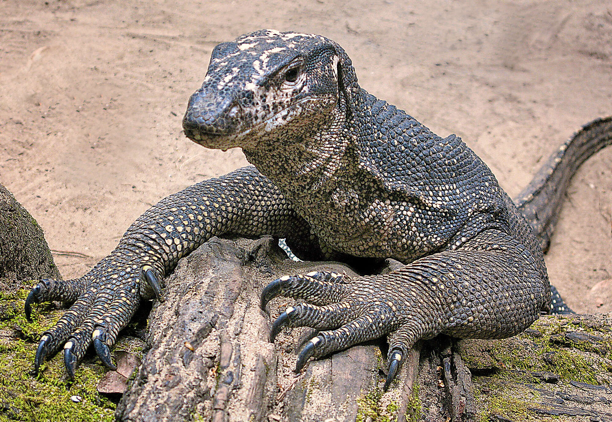 Image of Varanus palawanensis Koch, Gaulke & Böhme 2010