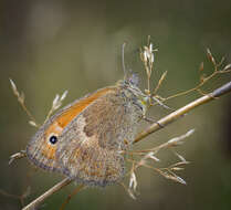 Image of small heath