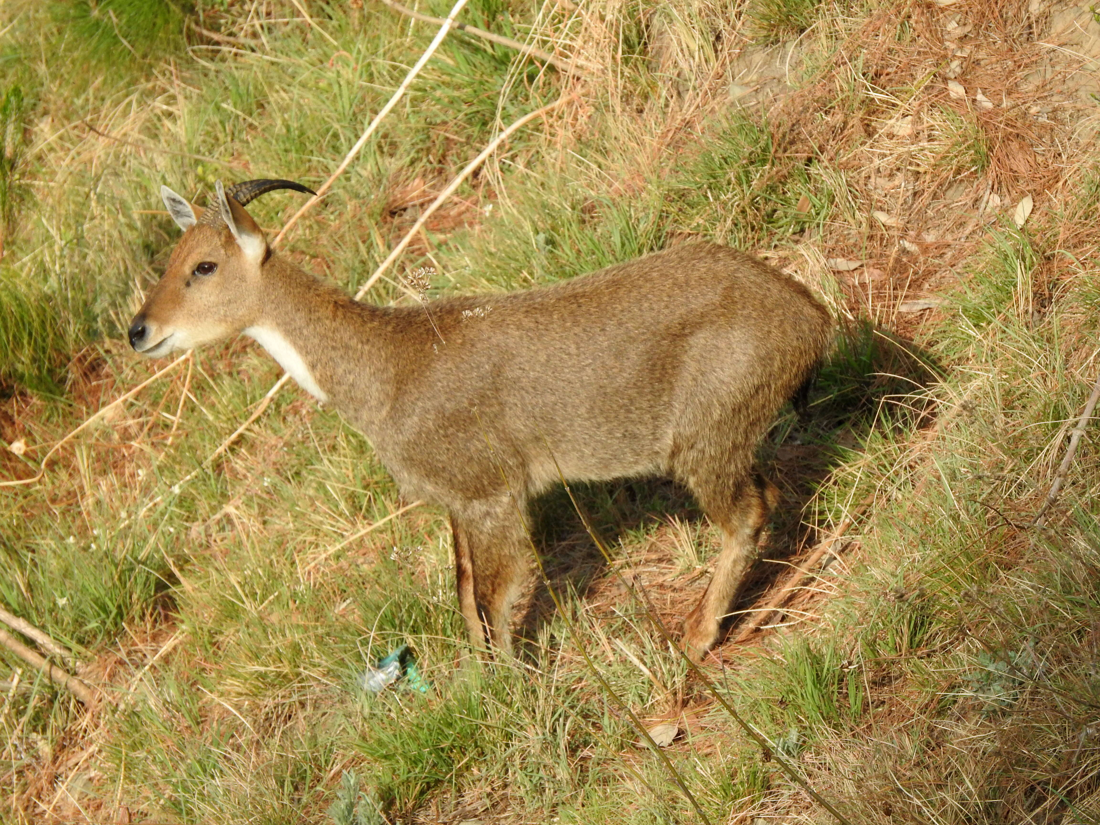 Image of Himalayan Goral