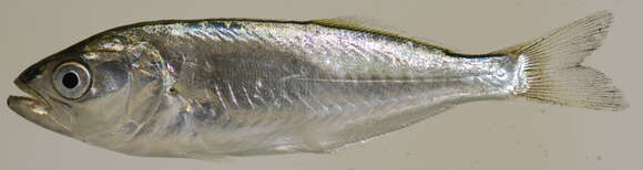 Image of bluefishes