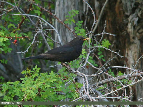 Image of Tibetan Blackbird